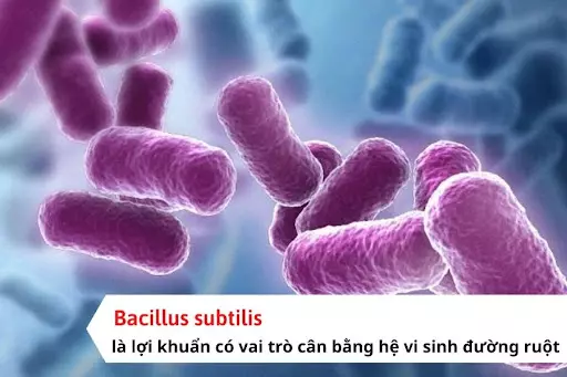 bacillus-subtilis-la-loi-khuan-co-vai-tro-can-bang-he-vi-sinh-duong-ruot.webp