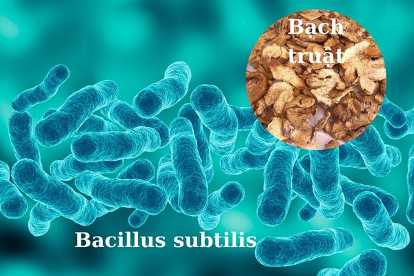 Bacillus subtilis kết hợp bạch truật giúp trẻ nhanh cải thiện bệnh tiêu chảy