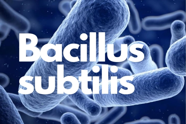 Bacillus subtilis là thuốc gì? Có tác dụng gì? TÌM HIỂU NGAY 