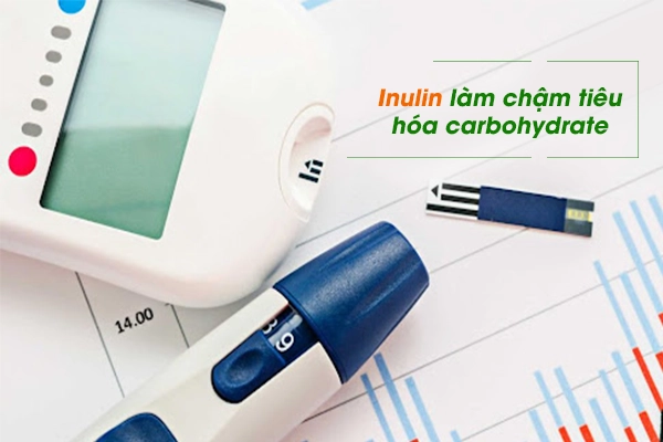 Inulin làm chậm tiêu hóa carbohydrate, giúp duy trì đường huyết máu khỏe mạnh