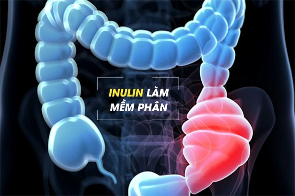 Inulin làm mềm phân, kích thích nhu động ruột, giúp cải thiện chứng táo bón