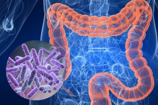 Bacillus subtilis giúp duy trì sự cân bằng hệ vi sinh đường ruột