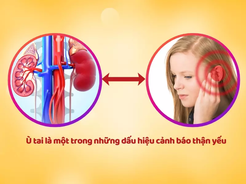 Suy giảm thính lực có thể do chức năng tạng thận suy yếu