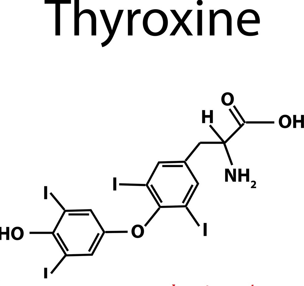 thyroxine-hay-duoc-duoc-su-dung-trong-dieu-tri-suy-giap.jpg