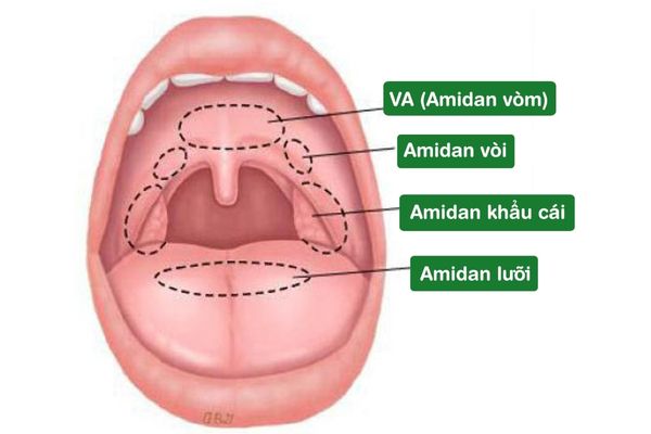 Amidan được coi như một “hàng rào” miễn dịch của cơ thể 