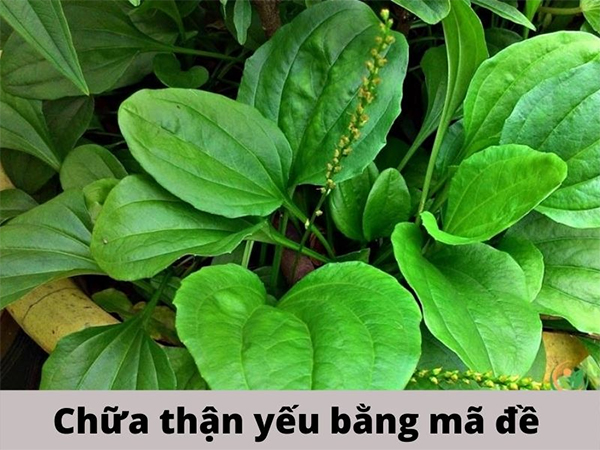 Mã đề có tác dụng trị thận yếu, giảm tắc nghẽn tại thận