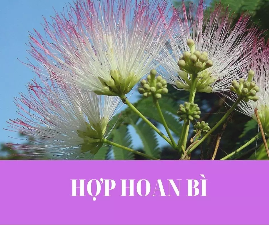 Hop-hoan-bi-–-than-duoc-cho-nhung-nguoi-roi-loan-tam-than.webp