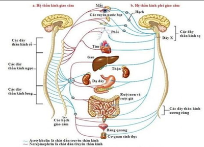 Học ngay CÁC BÀI TẬP CHỮA RỐI LOẠN THẦN KINH THỰC VẬT đơn giản, hiệu quả! 