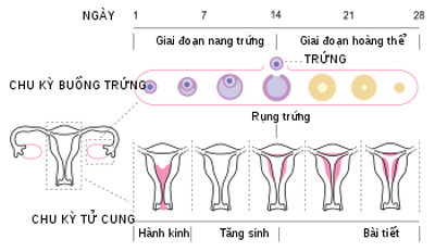 Những điều cần biết về bệnh viêm sinh dục ở phụ nữ